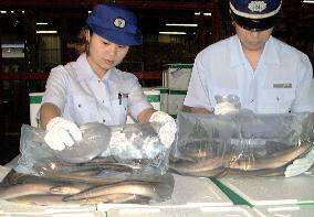 Japan's sea eel imports peaking